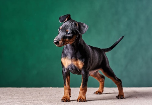 ミニチュア ピンシャー平均 最高寿命は何歳 長生きさせる秘訣とかかりやすい病気について解説 獣医師監修 わんクォール ミニチュア ピンシャー平均 最高寿命は何歳 長生きさせる秘訣とかかりやすい病気について解説 獣医師監修 わんクォール