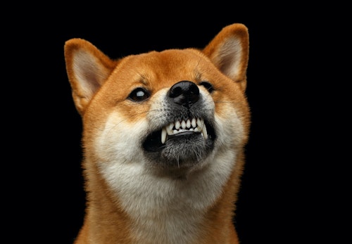 犬が怒る理由は 正しい対処法や飼い主のng行動を解説 獣医師監修 わんクォール 犬が怒る理由は 正しい対処法や飼い主のng行動を解説 獣医師監修 わんクォール