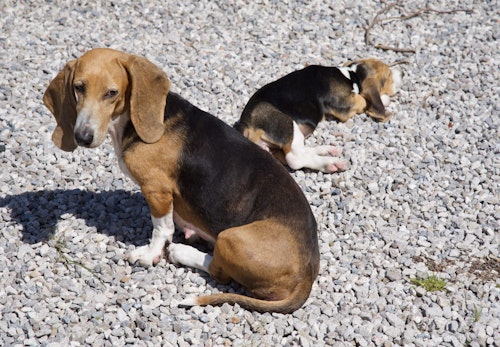 犬が石や砂を食べてしまう理由は 食べさせない方法と注意点を解説 獣医師監修 わんクォール 犬が石や砂を食べてしまう理由は 食べさせない方法と注意点を解説 獣医師監修 わんクォール