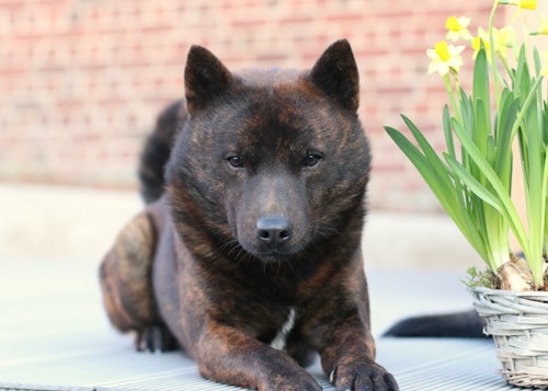 甲斐犬の性格や特徴は 飼い方やしつけのコツ かかりやすい病気について解説 獣医師監修 わんクォール 甲斐犬の性格や特徴は 飼い方やしつけのコツ かかりやすい病気について解説 獣医師監修 わんクォール