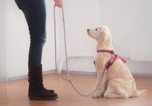 犬に上下関係の概念はない 信頼関係を築くためのコツを解説 獣医師監修 わんクォール 犬に上下関係の概念はない 信頼関係を築くためのコツを解説 獣医師監修 わんクォール