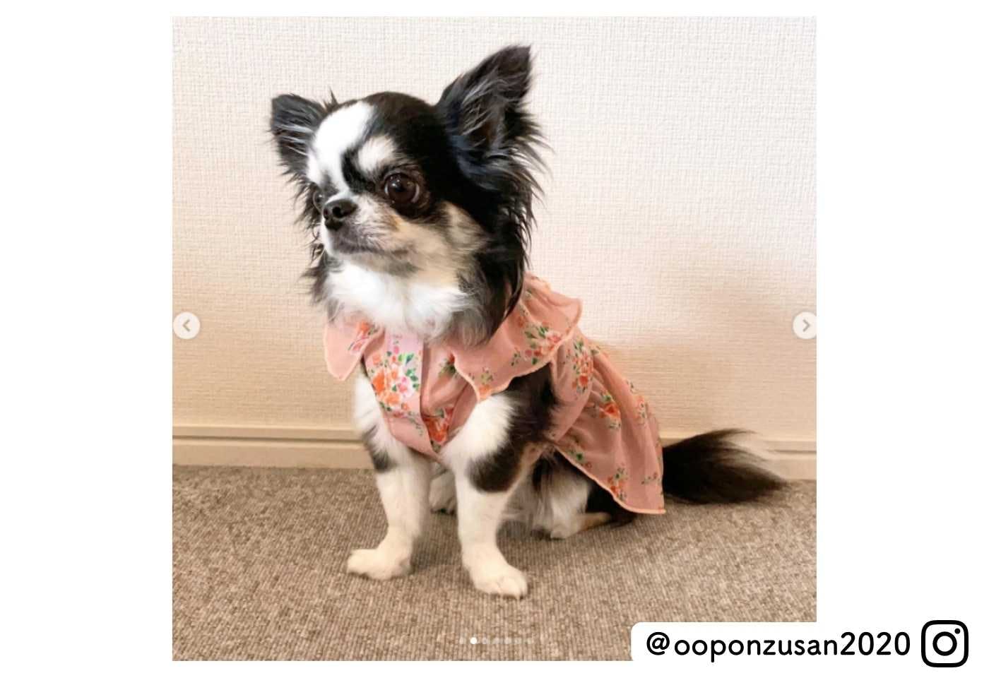 カインズの可愛い犬服 フラワープリントワンピースを着たチワワ@ooponzusan2020