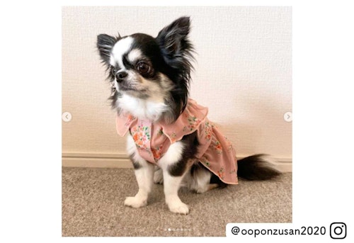 ホームセンターなのに犬服が可愛い カインズのペットウェア進化のヒミツ わんクォール ホームセンターなのに犬服が可愛い カインズのペットウェア進化のヒミツ わんクォール