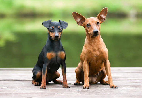 ミニチュア ピンシャー平均 最高寿命は何歳 長生きさせる秘訣とかかりやすい病気について解説 獣医師監修 わんクォール