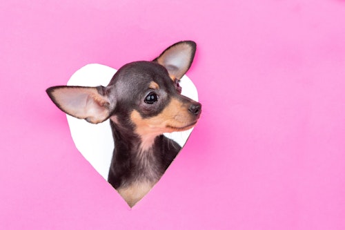 犬の生理 ヒート と陰部の腫れ 偽妊娠や病気のリスクについても解説 わんクォール 犬の生理 ヒート と陰部の腫れ 偽妊娠や病気のリスクについても解説 わんクォール