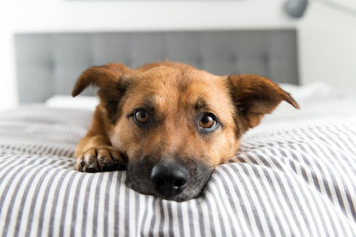 犬が水を飲みすぎる原因は 飲みすぎの判断方法や対処法も解説 わんクォール