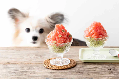 超簡単 愛犬用スイカシャーベットレシピ 夏のひんやりおやつで水分補給 わんクォール 超簡単 愛犬用スイカシャーベットレシピ 夏のひんやりおやつで水分補給 わんクォール