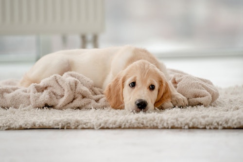 犬の生理 ヒート と陰部の腫れ 偽妊娠や病気のリスクについても解説 わんクォール 犬の生理 ヒート と陰部の腫れ 偽妊娠や病気のリスクについても解説 わんクォール