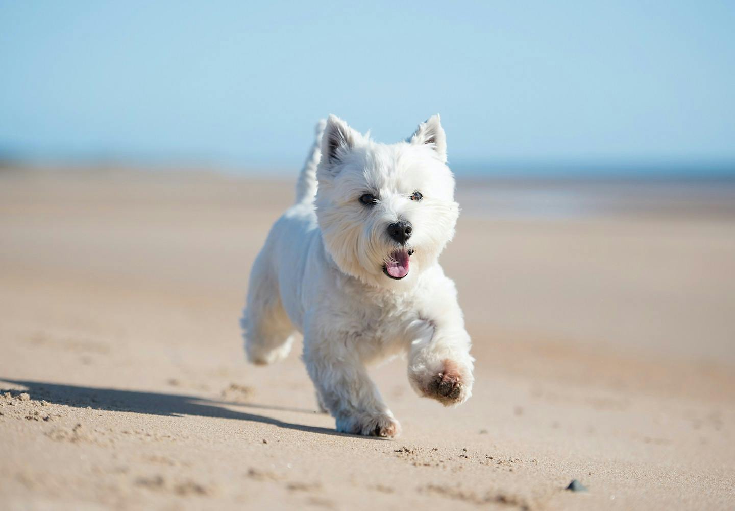 希少 訳有 アウガルテン オーストリア ウィーン 犬 テリア テリア犬にはどんな種類がある？それぞれの性格や特徴を解説【獣医師