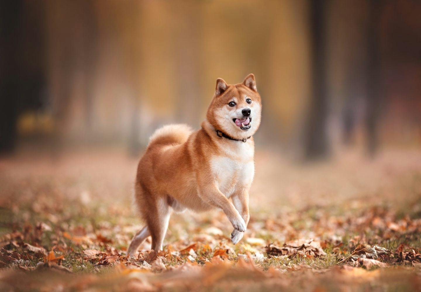 いつか飼いたい！憧れの可愛い犬種10選【獣医師監修】|ワンクォール