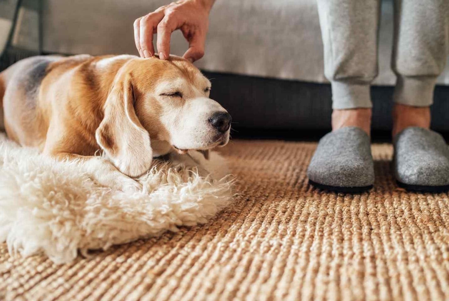 犬が白い泡を吐く原因とは 対処法や危険な嘔吐との見分け方も解説 わんクォール