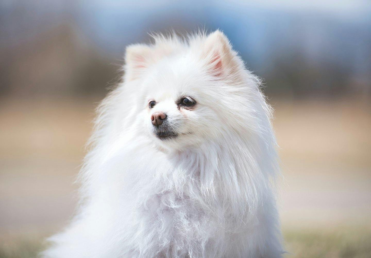 白いポメラニアンの性格や特徴って？飼い方やしつけのコツ