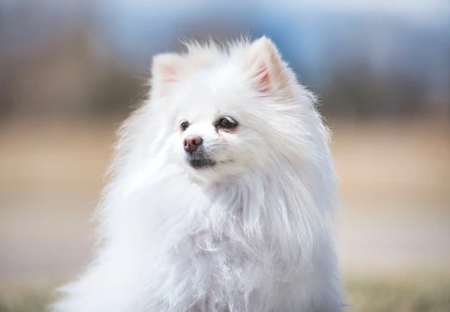 白いポメラニアンの性格や特徴って 飼い方やしつけのコツについて解説 獣医師監修 わんクォール
