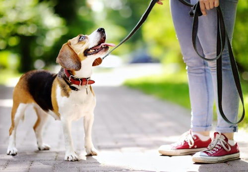 愛犬がマムシに咬まれた 対処法と治療について解説 獣医師監修 わんクォール