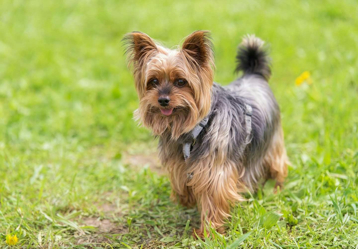 テリア犬にはどんな種類がある？それぞれの性格や特徴を解説【獣医師