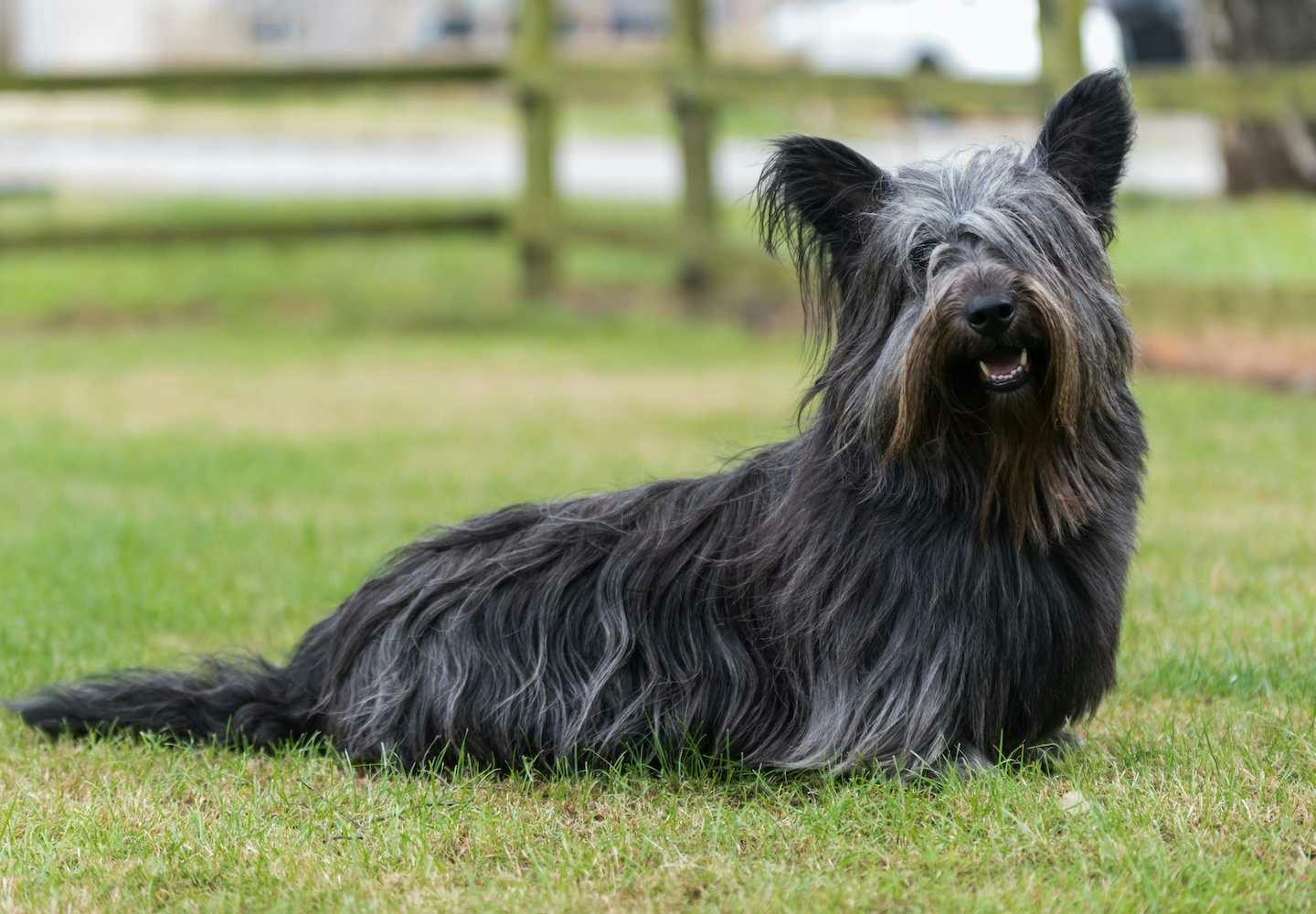 テリア犬にはどんな種類がある？それぞれの性格や特徴を解説【獣医師