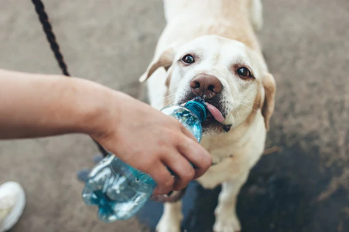 犬が水を飲みすぎる原因は 飲みすぎの判断方法や対処法も解説 わんクォール 犬が水を飲みすぎる原因は 飲みすぎの判断方法や対処法も解説 わんクォール