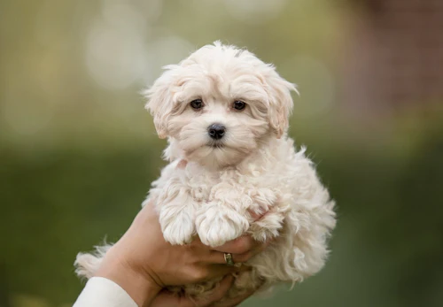 ミックス犬 マルプー とは 性格や飼い方 しつけ方のコツを解説 獣医師監修 わんクォール ミックス犬 マルプー とは 性格や飼い方 しつけ方のコツを解説 獣医師監修 わんクォール