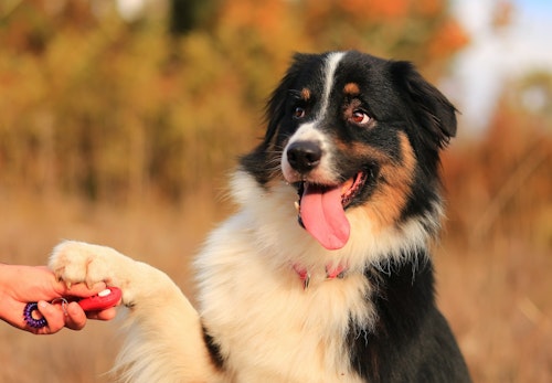 犬から見た人間ってどう見えるの 愛犬はなにを考えている 犬が見つめてくる理由を解説 獣医師監修 わんクォール