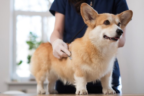 犬の逆くしゃみは病気 原因と対処 予防法などを解説 わんクォール