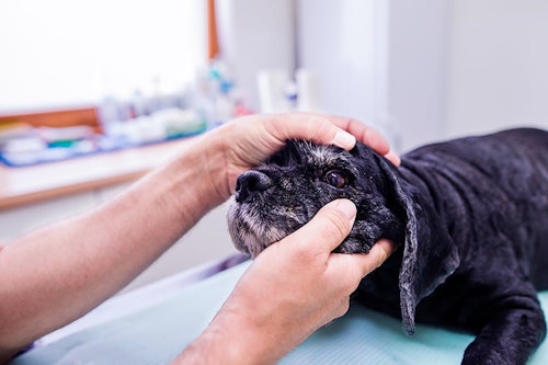 犬は一緒に寝る人を選んでいる 判断の基準と選ばれるためのコツを解説 獣医師監修 わんクォール 犬は一緒に寝る人を選んでいる 判断の基準と選ばれるためのコツを解説 獣医師監修 わんクォール