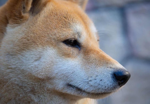 柴犬にはどんな種類がある それぞれのルーツや特徴を解説 獣医師監修 わんクォール 柴犬にはどんな種類がある それぞれのルーツや特徴を解説 獣医師監修 わんクォール