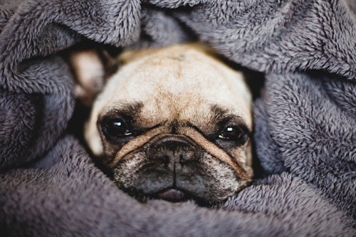 いつか飼いたい 憧れの可愛い犬種10選 獣医師監修 わんクォール