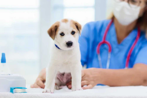 犬が何度も嘔吐を繰り返すのは危険 原因や対処法を解説 わんクォール