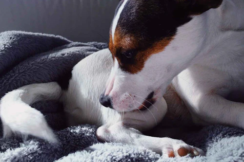 犬のおしり歩きの原因とは 注意するべき原因や対処法をご紹介 わんクォール