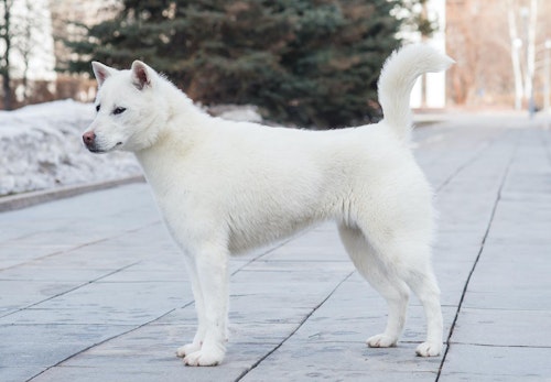 日本犬は6種類だけ それぞれの歴史と特徴を解説 獣医師監修 わんクォール 日本犬は6種類だけ それぞれの歴史と特徴を解説 獣医師監修 わんクォール