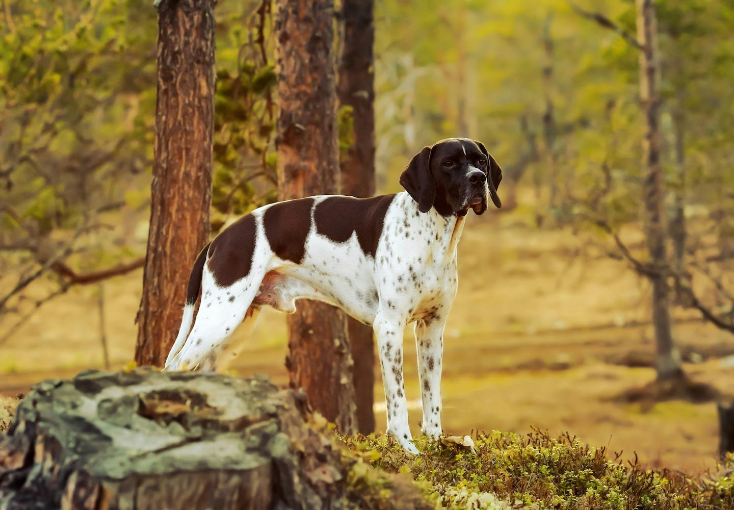 イングリッシュ・ポインターってどんな犬？性格や特徴、飼い方のコツ