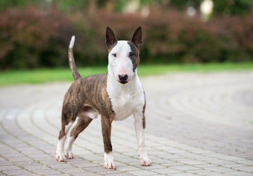 中型犬の種類とは それぞれの特徴と飼いやすさを解説 獣医師監修 わんクォール 中型犬の種類とは それぞれの特徴と飼いやすさを解説 獣医師監修 わんクォール