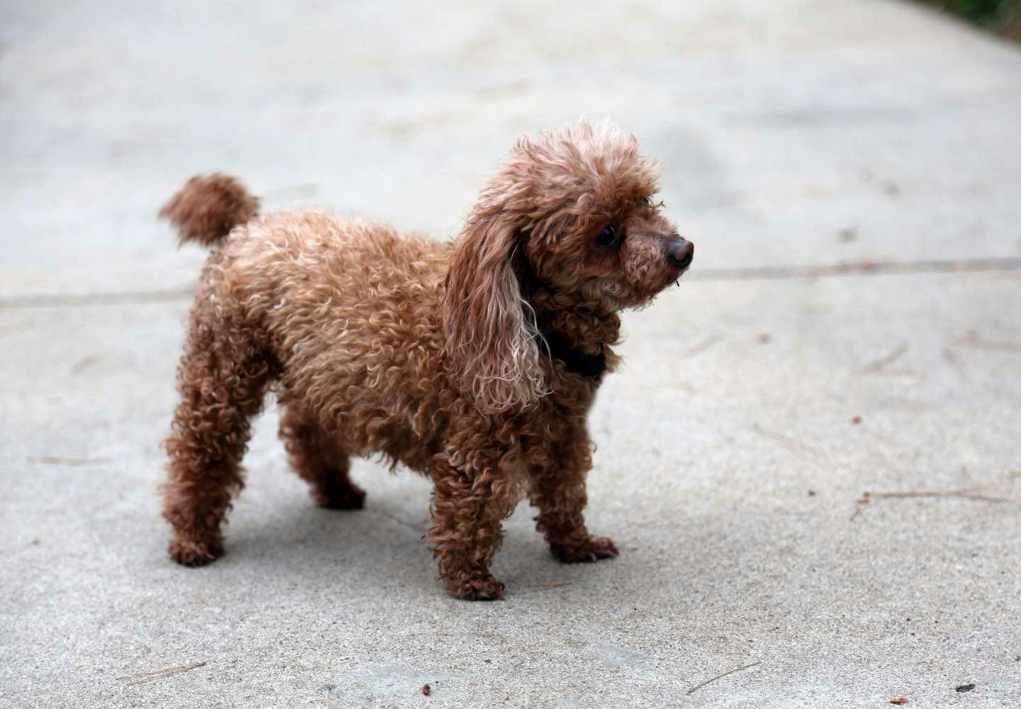 プードルにはどんな種類がある？サイズや毛色、飼い方のコツなど