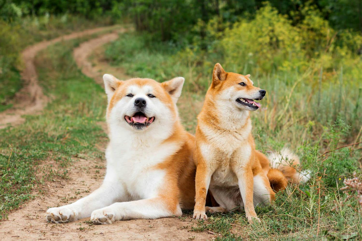 日本犬は6種類だけ！それぞれの歴史と特徴を解説【獣医師監修】