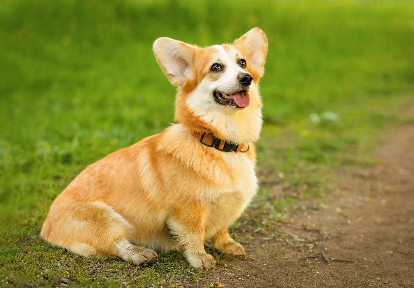 中型犬の種類とは？それぞれの特徴と飼いやすさを解説【獣医師監修】|ワンクォール