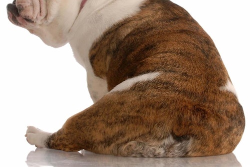 犬のおしり歩きの原因とは 注意するべき原因や対処法をご紹介 わんクォール 犬のおしり歩きの原因とは 注意するべき原因や対処法をご紹介 わんクォール