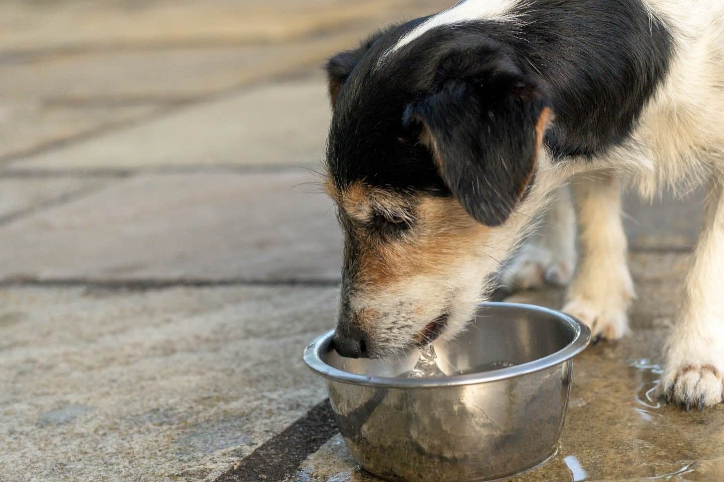 犬の飲水量や尿量の目安は？