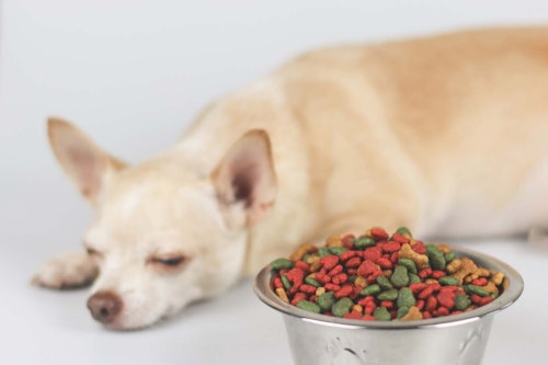 犬が何度も嘔吐を繰り返すのは危険 原因や対処法を解説 わんクォール 犬が何度も嘔吐を繰り返すのは危険 原因や対処法を解説 わんクォール