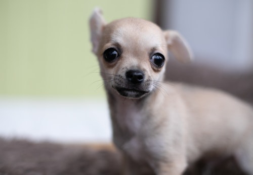 チワワの毛色の種類は それぞれの特徴とお手入れの注意点を解説 獣医師監修 わんクォール チワワの毛色の種類は それぞれの特徴とお手入れの注意点を解説 獣医師監修 わんクォール