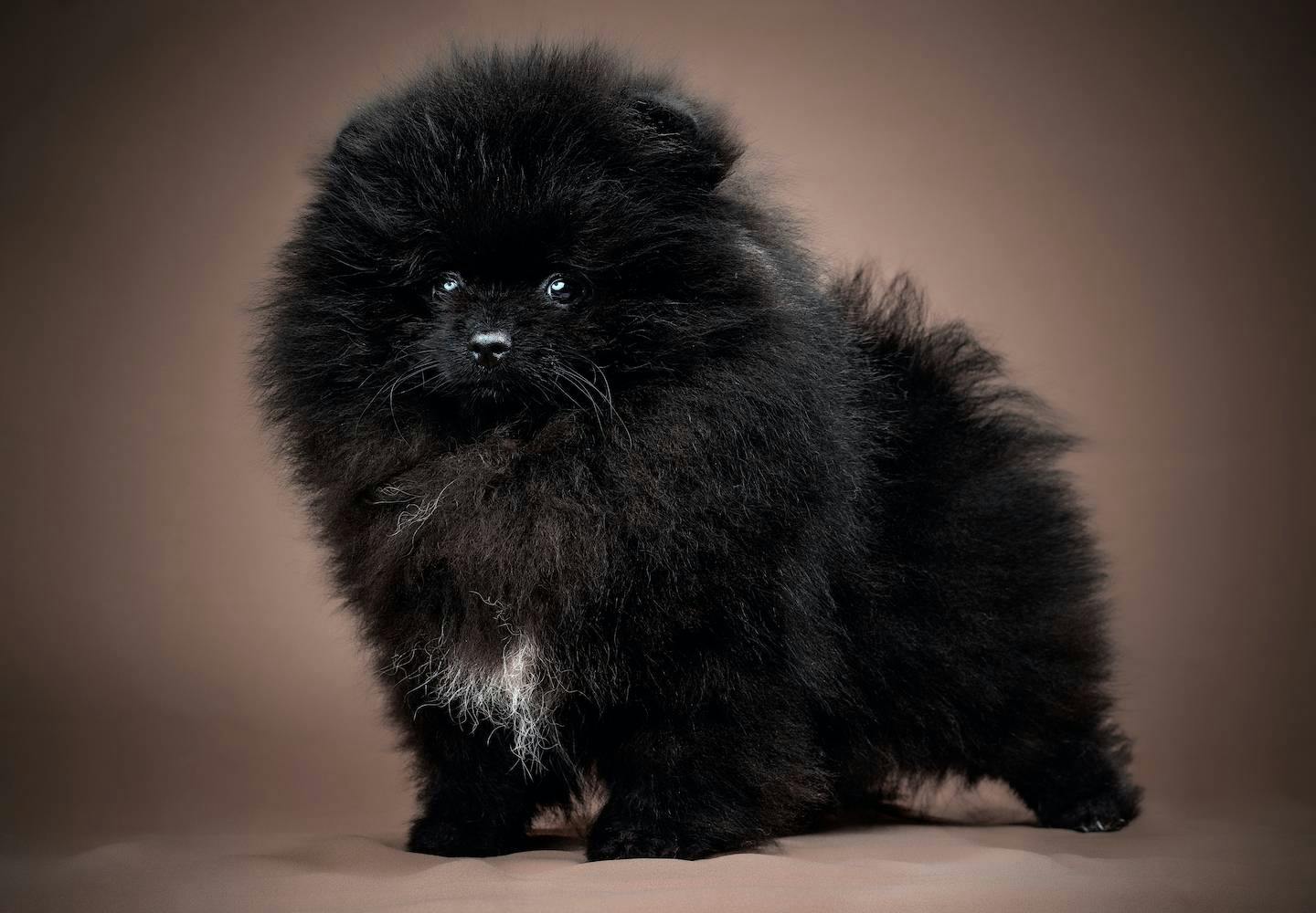 黒いポメラニアンの性格や特徴とは？飼い方やしつけのコツを解説【獣