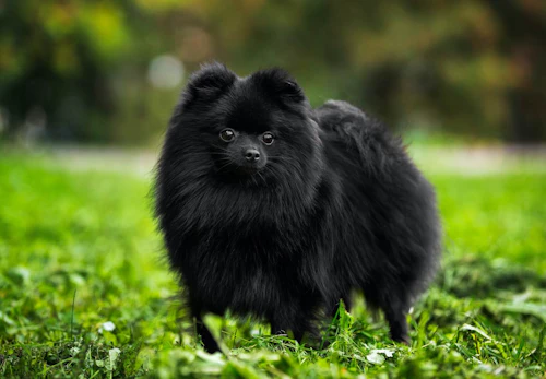 黒いポメラニアンの性格や特徴とは 飼い方やしつけのコツを解説 獣医師監修 わんクォール 黒いポメラニアンの性格や特徴とは 飼い方やしつけのコツを解説 獣医師監修 わんクォール