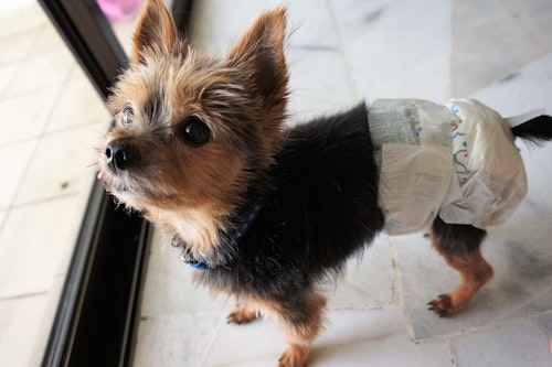 犬の生理 ヒート と陰部の腫れ 偽妊娠や病気のリスクについても解説 わんクォール 犬の生理 ヒート と陰部の腫れ 偽妊娠や病気のリスクについても解説 わんクォール