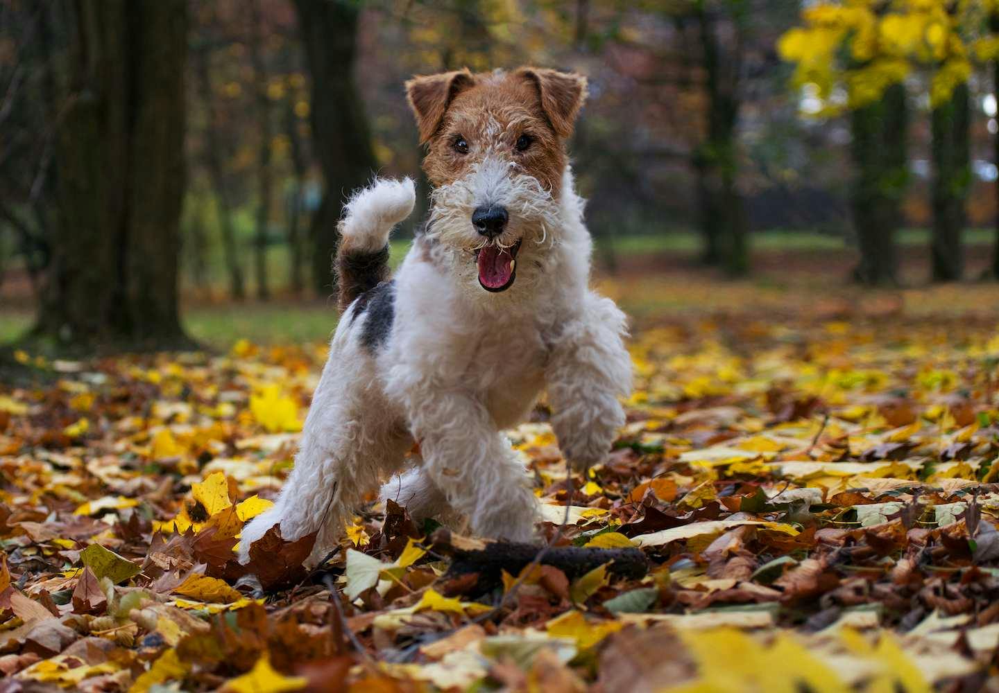 テリア犬にはどんな種類がある？それぞれの性格や特徴を解説【獣医師監修】|ワンクォール