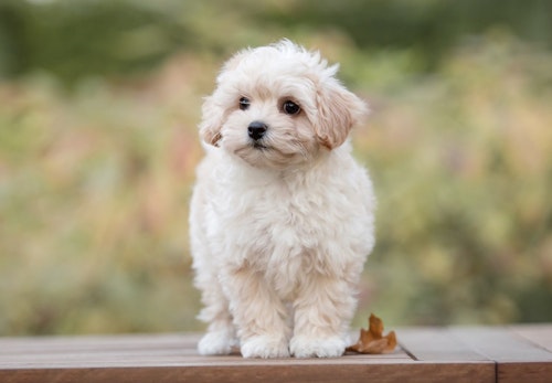 ミックス犬 マルプー とは 性格や飼い方 しつけ方のコツを解説 獣医師監修 わんクォール ミックス犬 マルプー とは 性格や飼い方 しつけ方のコツを解説 獣医師監修 わんクォール