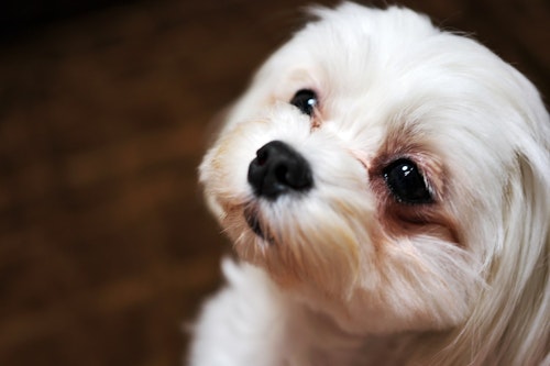 きれいにしたい愛犬の涙やけ ごはんとおやつ お手入れで予防しよう わんクォール きれいにしたい愛犬の涙やけ ごはんとおやつ お手入れで予防しよう わんクォール