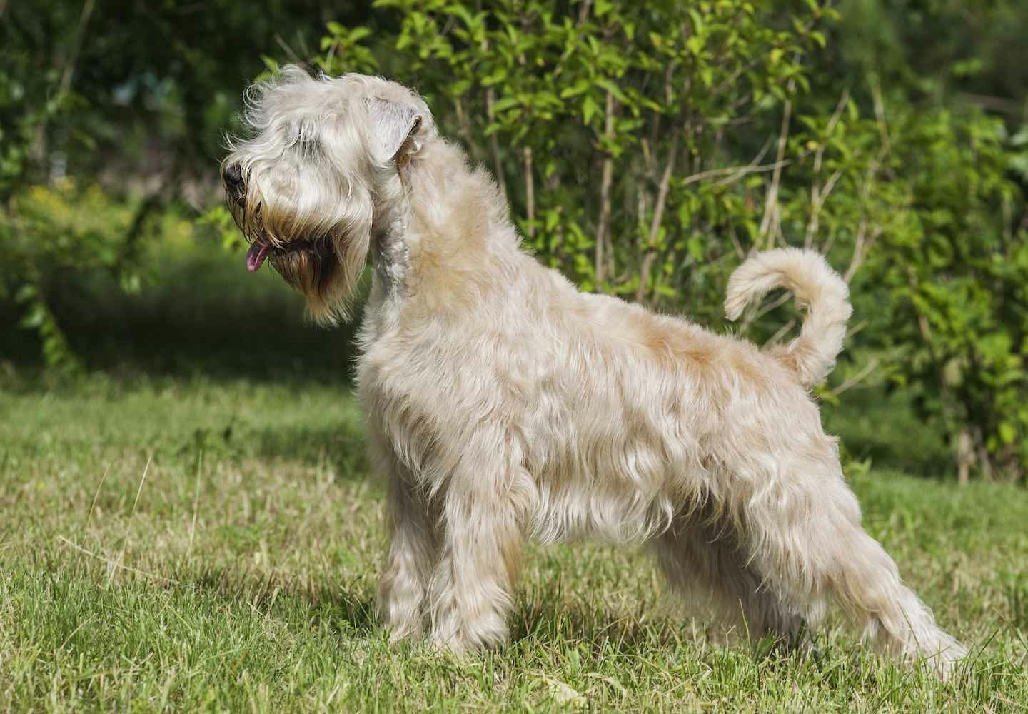 テリア犬にはどんな種類がある？それぞれの性格や特徴を解説【獣医師