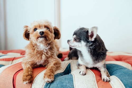いつか飼いたい 憧れの可愛い犬種10選 獣医師監修 わんクォール いつか飼いたい 憧れの可愛い犬種10選 獣医師監修 わんクォール