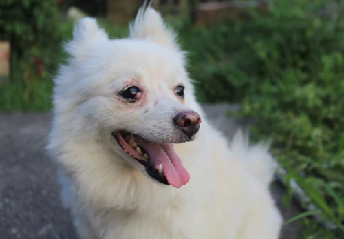 白いポメラニアンの性格や特徴って 飼い方やしつけのコツについて解説 獣医師監修 わんクォール 白いポメラニアンの性格や特徴って 飼い方やしつけのコツについて解説 獣医師監修 わんクォール