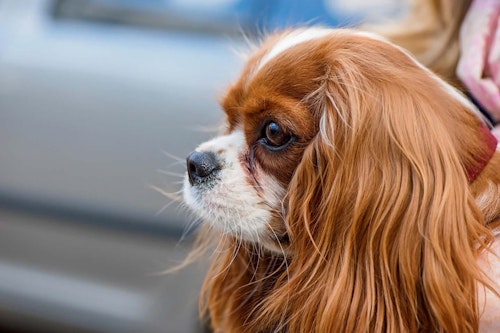 きれいにしたい愛犬の涙やけ ごはんとおやつ お手入れで予防しよう わんクォール