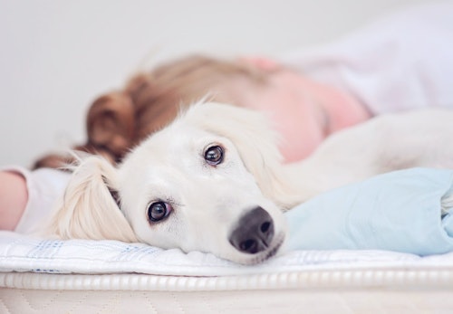 犬から見た人間ってどう見えるの 愛犬はなにを考えている 犬が見つめてくる理由を解説 獣医師監修 わんクォール